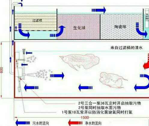 养鱼新手扫盲:鱼缸选哪种过滤比较好?观赏鱼过滤系统基础知识点