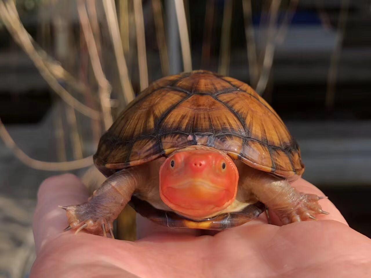 红面蛋龟/红面泥龟的饲养方式