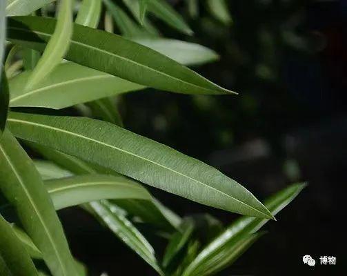 夹竹桃的叶片图片来自:world plants夹竹桃属于亚热带和热带植物,不