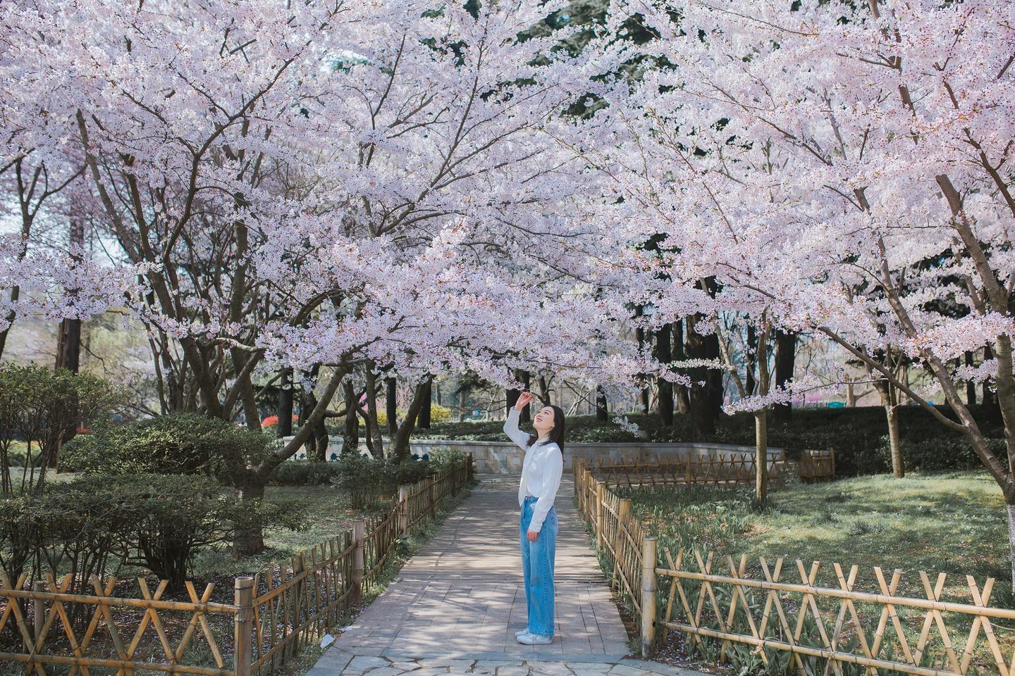 青岛樱花拍摄哪里拍-中山公园约起来 青岛专业跟拍摄影师