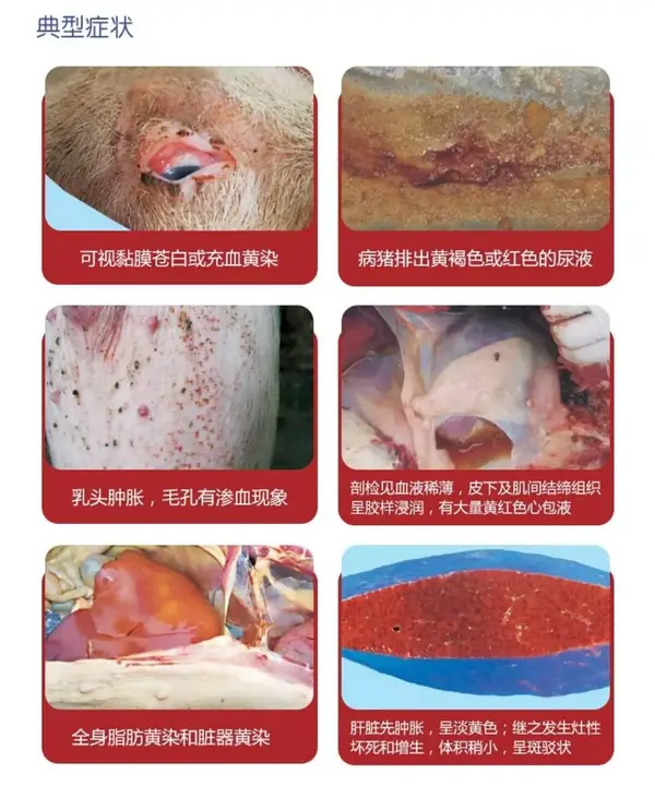 猪附红细胞体病