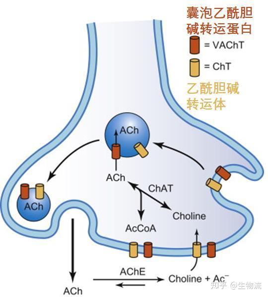 神奇的大脑信使——乙酰胆碱的生命轮回之路