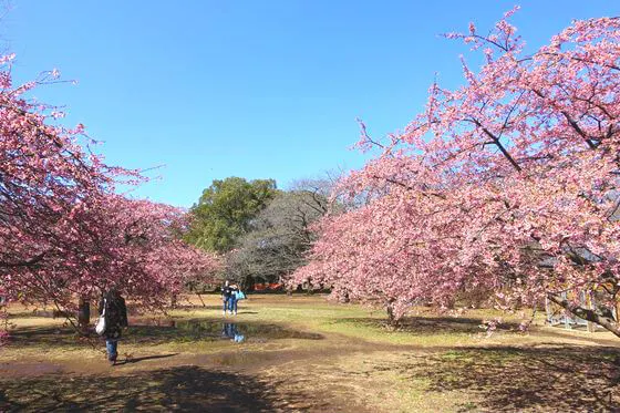 井之头恩赐公园(东京都武藏野市)