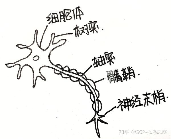 一个神经元细胞
