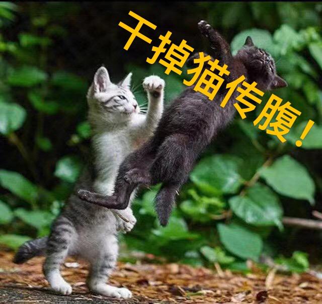 猫传腹是什么猫传腹须知