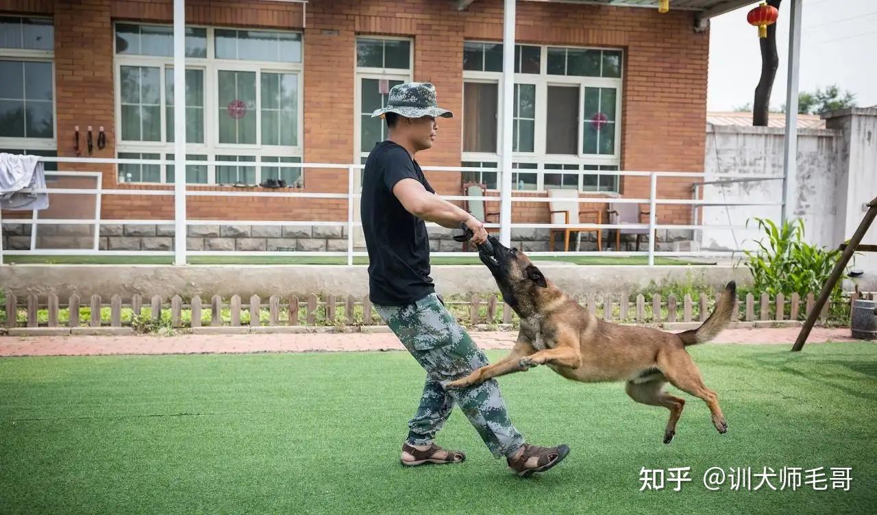 专业训狗师有用吗哪里可以学训狗