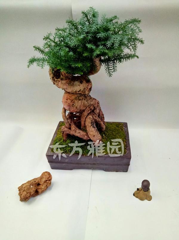 澳洲杉寓意:象征生意像树一样基业长青,人像树一样屹立风华.
