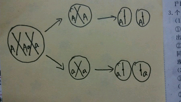 高中生物的孟德尔遗传定律问题