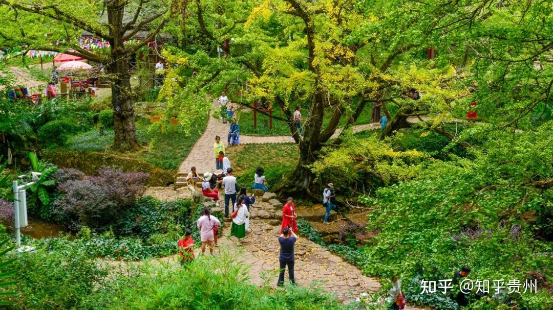 国庆小长假期间,在盘州市石桥镇享有"世界古银杏之乡"美誉的妥乐景区