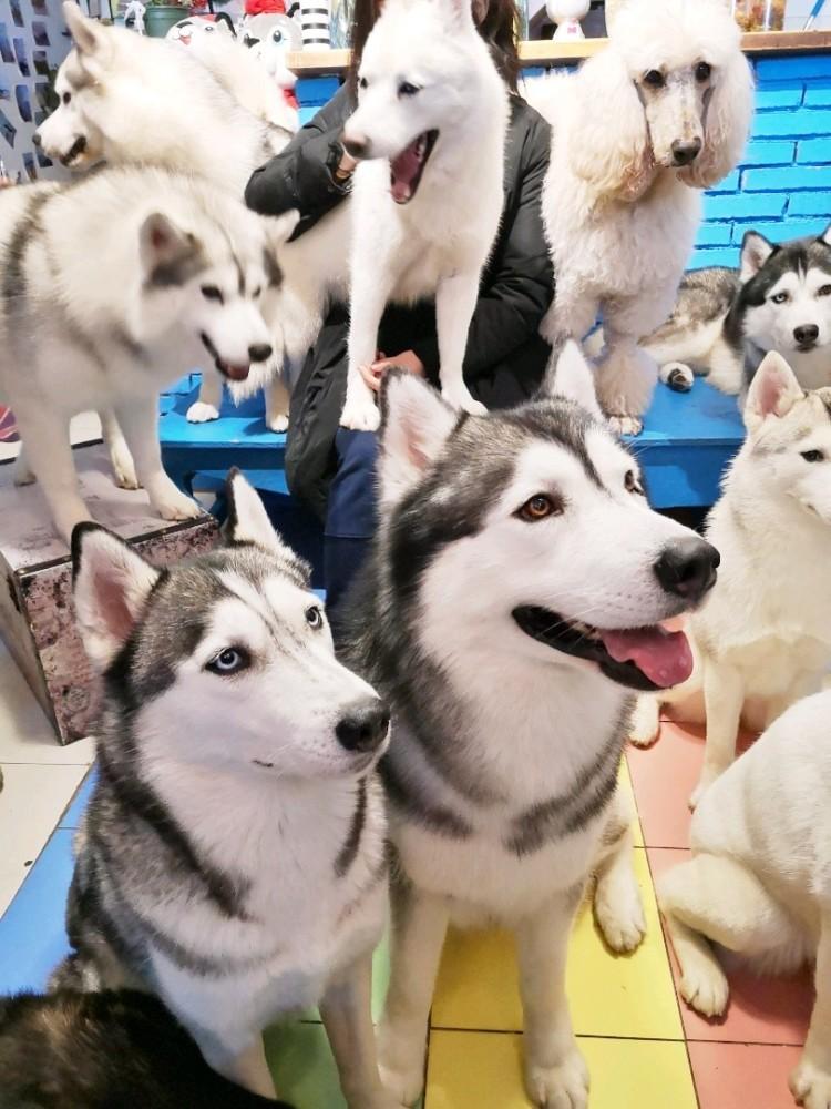 宠物大学问哈士奇犬的美容与日常护理