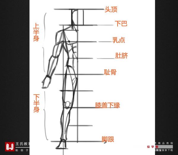 整体比例  以头长为测量单位,成人身高一般在7-8头身左右, 美型人体为