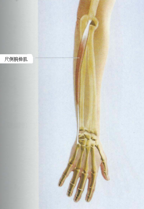 12,尺侧腕伸肌(extensor carpi ulnaris)