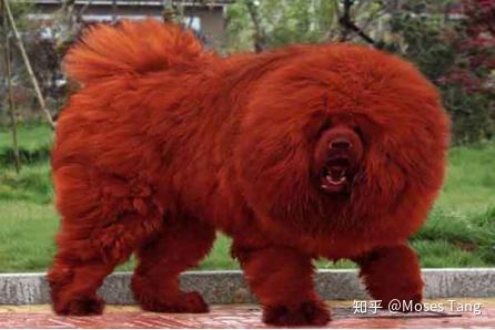 藏獒:狡犬,匈奴中大犬也.钜口而赤身