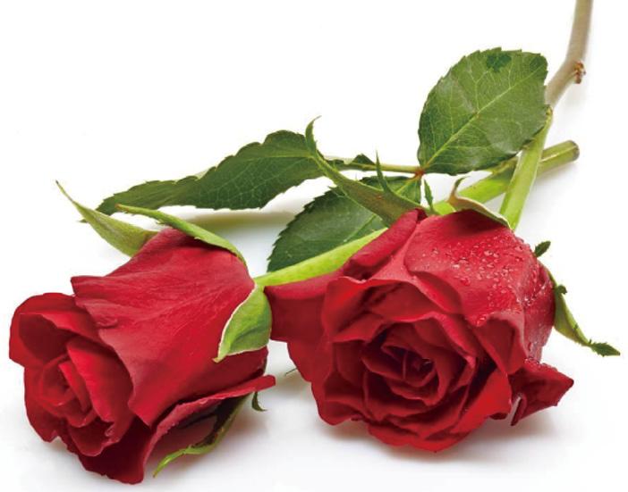 表 1-1 不同颜色玫瑰的花语(2)不同朵数玫瑰的花语.