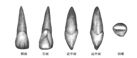 医学技术类(医学影像技术,口腔医学技术),转行,转到哪些行业?