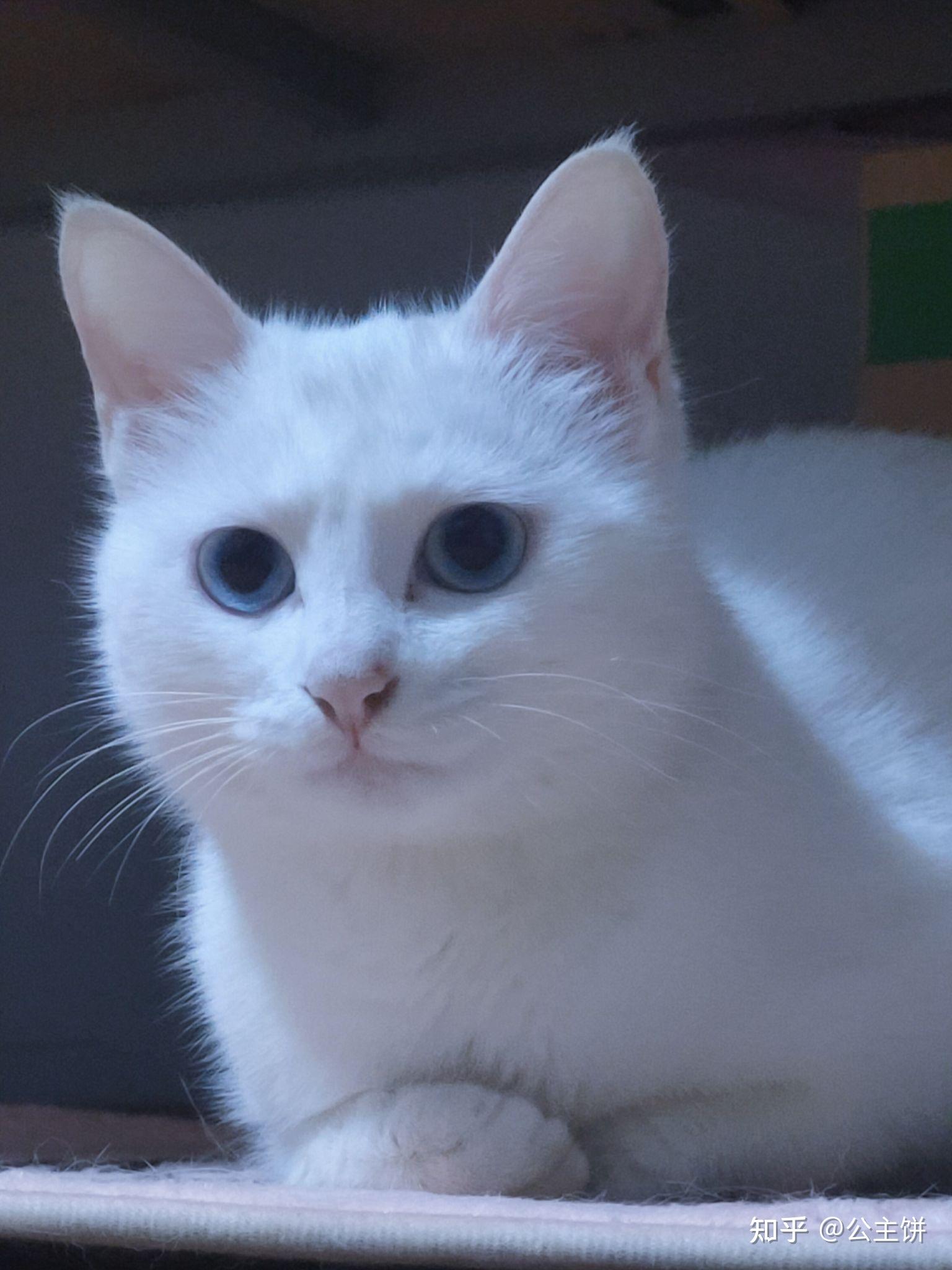 你的猫咪小时候和长大后模样变化大吗