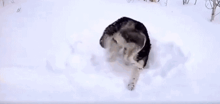 下雪了,为何别人可以在雪地上