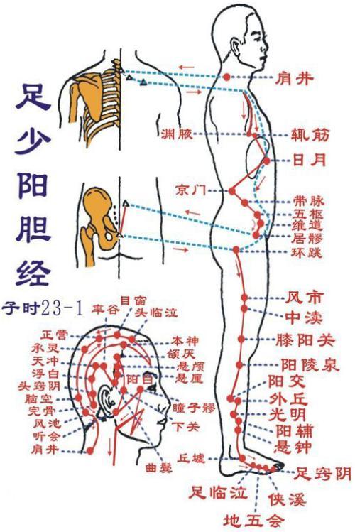 该文章  足少阳胆经     足少阳胆经(图2-2)是人体内一条很关键的经络