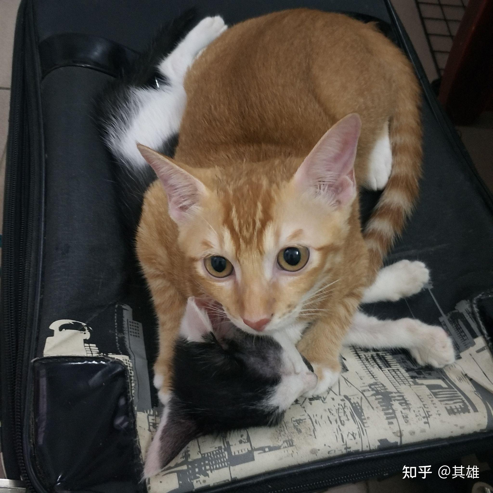 为什么人们都说猫养不熟