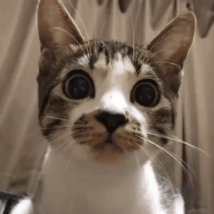 停止喵喵喵吧,这些才是和猫沟通的正确方式!