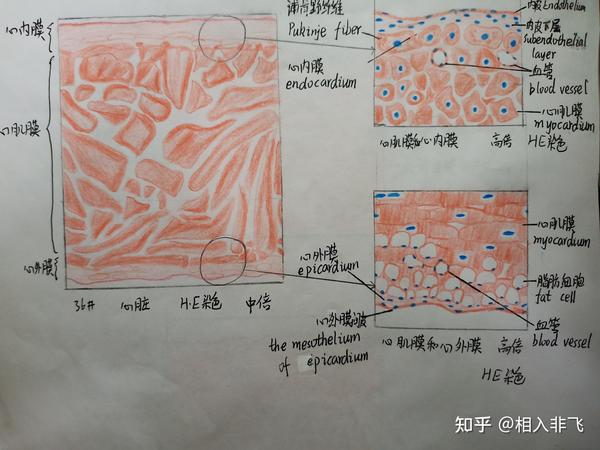 组胚红蓝铅笔手绘图
