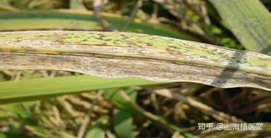 病虫害科普丨稻叶黑粉病