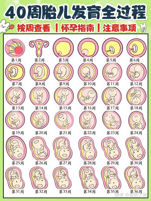 孕期40周胎儿发育过程图&注意事项