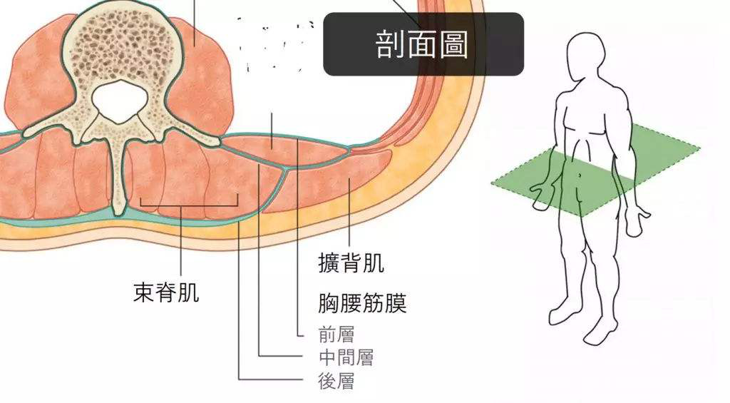 腰疼腰肌劳损可能是腰3横突综合症