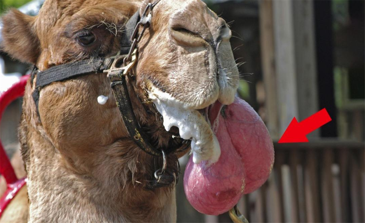 骆驼的舌头上布满了硬质化的肉刺,进食的时候舌头会将仙人掌卷起来
