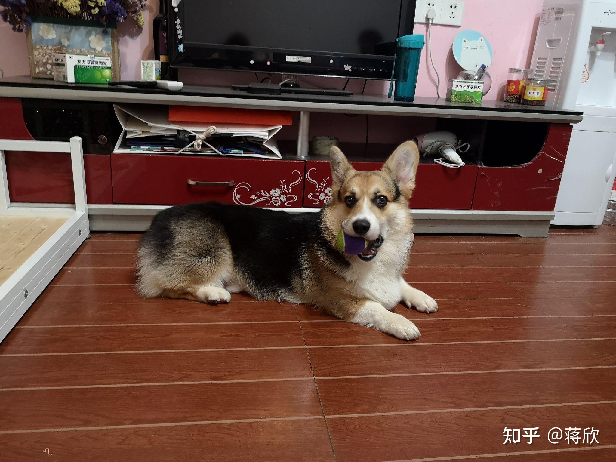 柯基三个月应该多大
