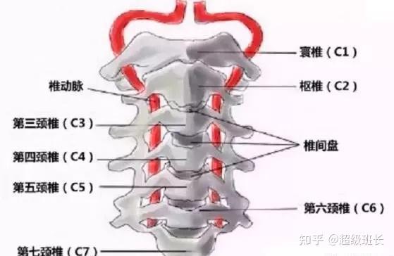 颈椎反弓你们有人通过运动有恢复的吗