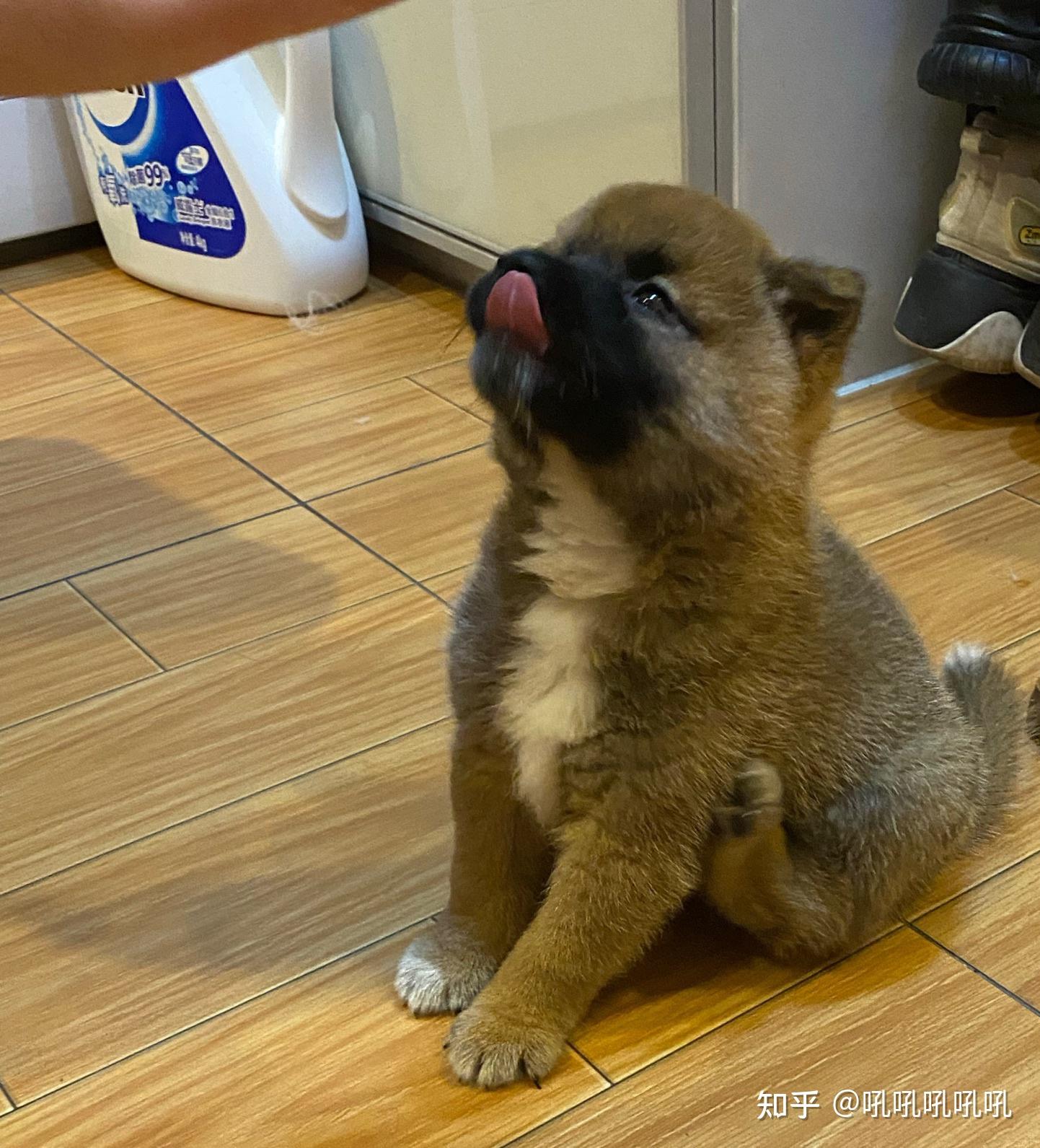 有谁家柴犬小时候也这么黑吗