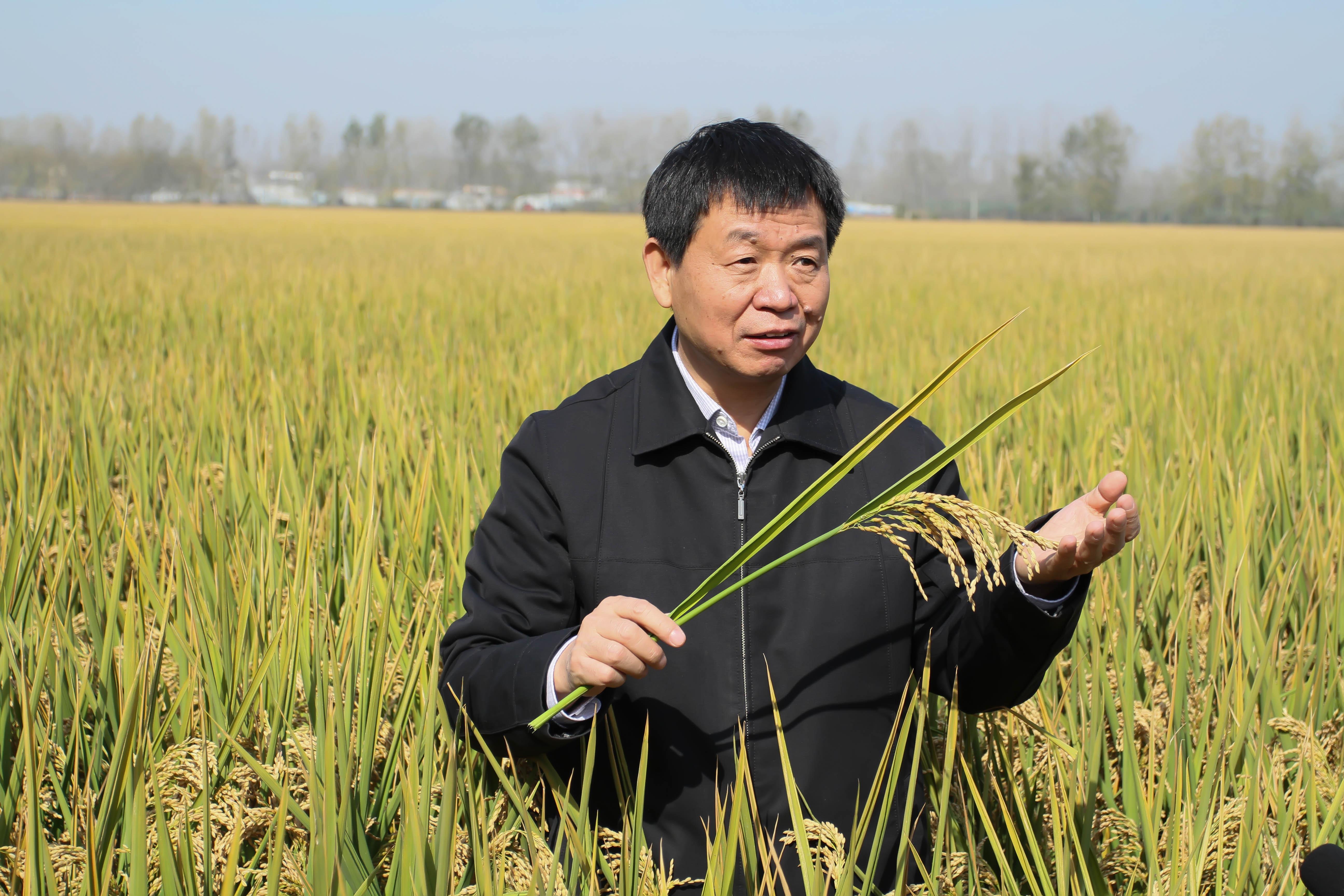 如何评价2米高的巨型稻在重庆试种成功会给中国粮食行业带来多大的