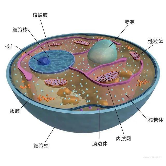 地球生物全系列真菌篇真菌界新美鞭菌门