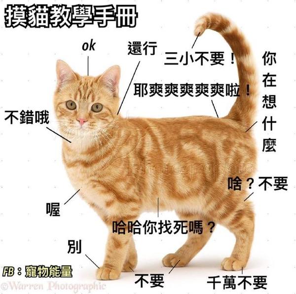 你知道猫咪摸哪里最舒服么?