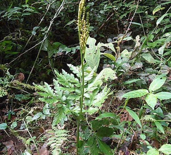 四川常用中草药(一)