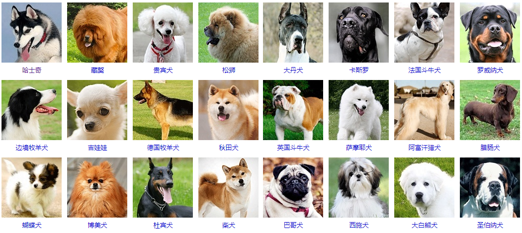 25 人 赞同了该文章 常见的狗子品种盘点,你能叫上几种名字?