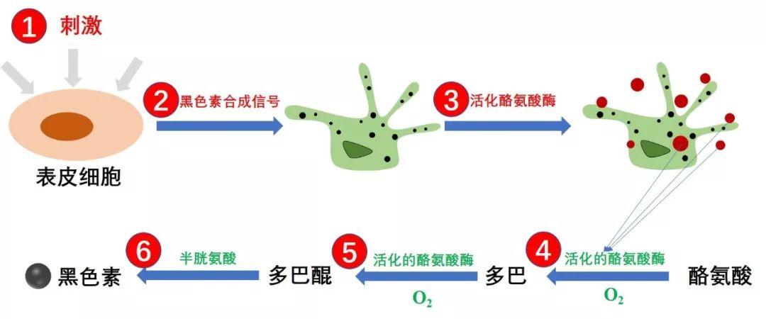 当肌肤受到刺激时(1),位于皮肤基底层的黑色素细胞将收到皮肤细胞的