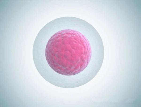 做试管婴儿胚胎碎片化率高怎么办