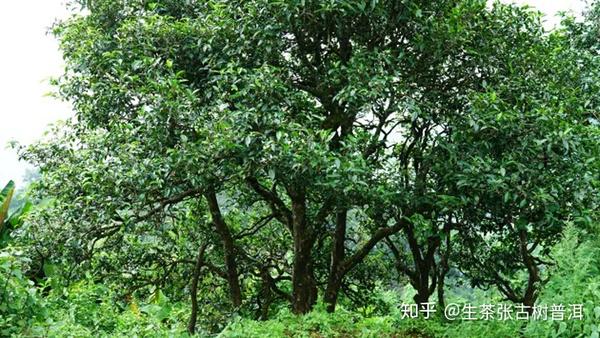 生茶张古树普洱:详解冰岛五寨古树茶的口感特点