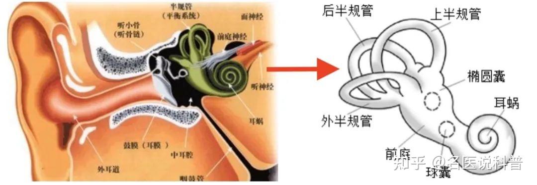 一部分,由上,后和外三个呈"c"型且相互垂直的环状管道构成,即上半规管