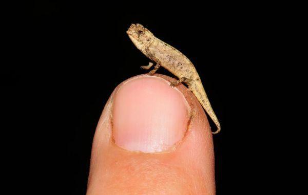 指甲盖上能放好几条科学家发现最小爬行动物比蚂蚁大不了多少