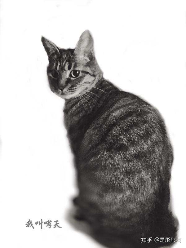 狸花猫好养吗?给主人的生活带来了什么变化?