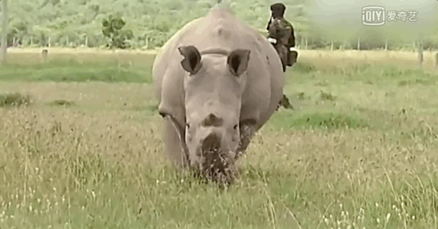 1960年 世界上还有超过2000头北方白犀 但是偷猎者的捕杀 北方犀牛的