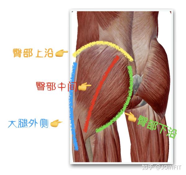 肌肉放松少不了",使臀部训练效益最大化,改善臀部肌肉紧张造成的下