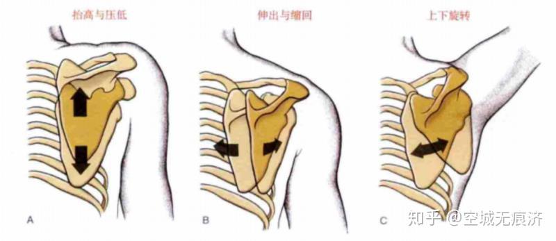 肩胛骨的运动主要是有: 【上下活动,上下回旋,前后倾,前后伸缩,内外旋