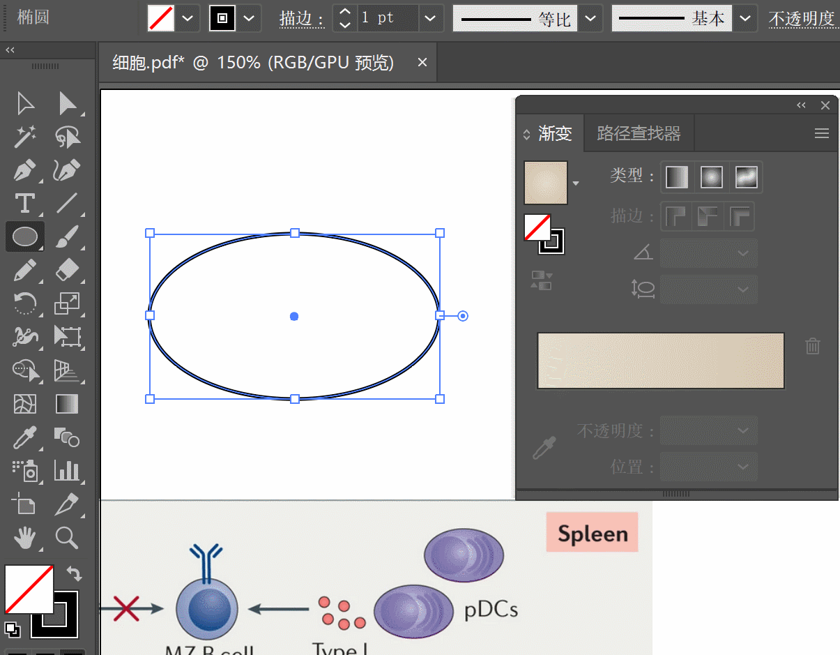 带内质网或高尔基体的细胞 选择椭圆工具,画一个椭圆,将描边颜色设为