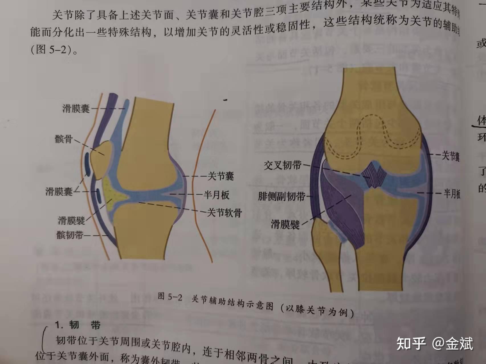膝关节的辅助结构有什么