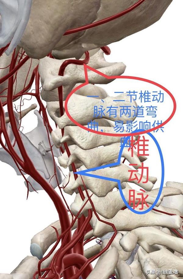 椎动脉参考图