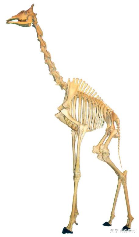 哪怕是长颈鹿,也只有7块颈椎,只是每一块都很长.